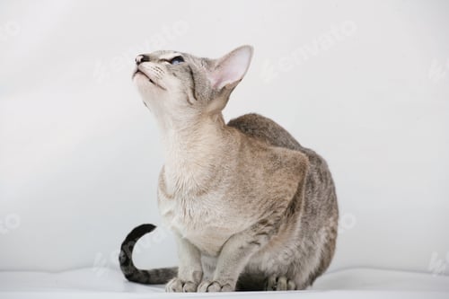 Preview: adorable siamese cat kitten with blue eyes