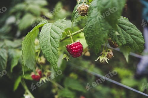 Preview: Selective focus shot of a branch of raspberries in the middle of a garden
