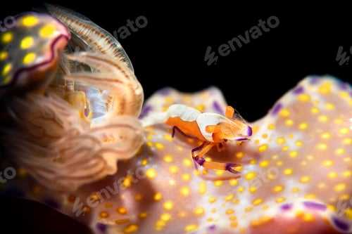Preview: Emperor shrimp on nudibranch