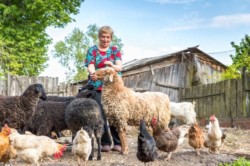 Preview: Woman At Her Sheep Farm, Animals And Nature