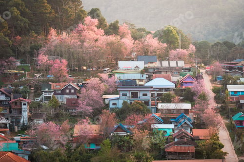 Preview: Thai tribe village with wild himalayan cherry tree blooming in springtime at Ban Rong Kla, Thailand