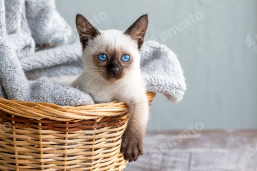 Preview: Pet animal, siamese kitten cat