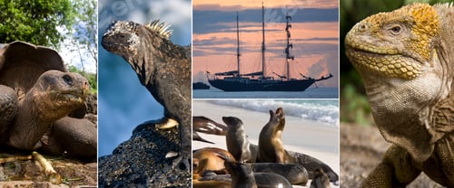 Preview: Galapagos Islands - Ecuador