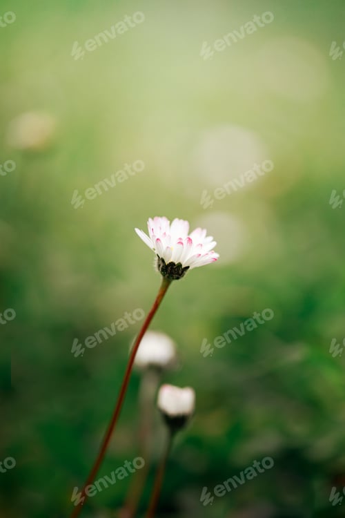 Preview: Spring awakening in the morning