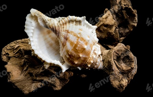 Preview: Bursa Spinosa Shell on Driftwood on Black Background