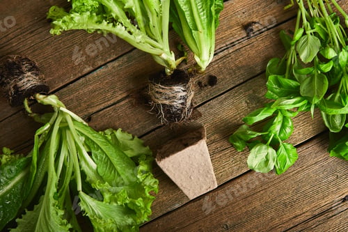 Preview: Flat lay of Gardening tools, basil, greens eco flowerpot, soil on wooden background.