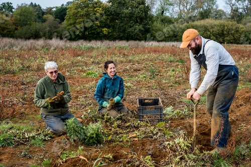 Preview: Three farmers standing and kneeling in a field, harvesting parsnips.