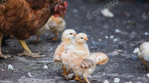 Preview: A lot of little yellow chicks run around the backyard like this and collect bread crumbs.