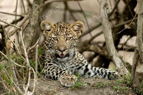 Preview: Close-up of a leopard, Serengeti National Park, Serengeti, Tanzania, Africa