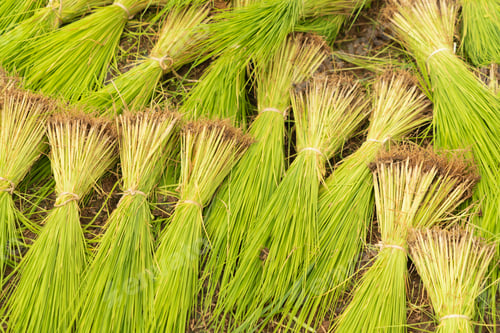 Preview: Fresh paddy rice, green agricultural field in countryside or rural area in Asia. Nature landscape.