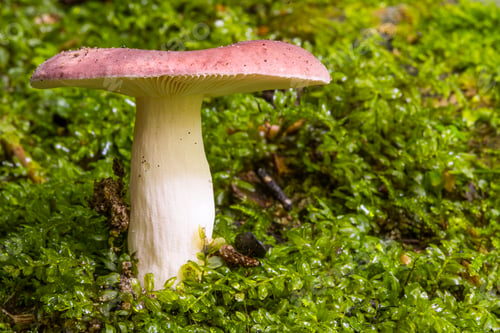 Preview: Russala Mushroom