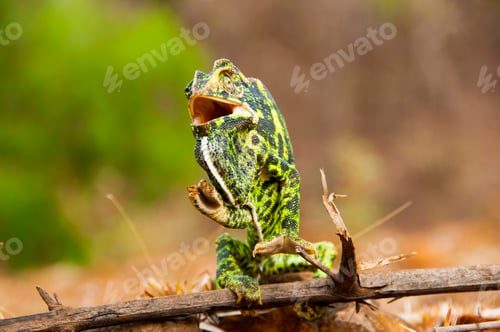 Preview: The Indian Chameleon, Chamaeleo zeylanicus in the forest.