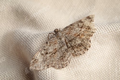 Preview: Single Alcis repandata moth on beige cloth, closeup