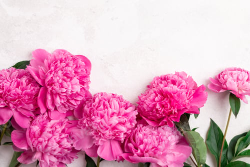 Preview: Pink peony flowers on white background top view. Holidays concept. Floral, spring, greeting card