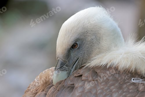 Preview: Eurasian Griffon (Gyps fulvus) bird, close up portrait