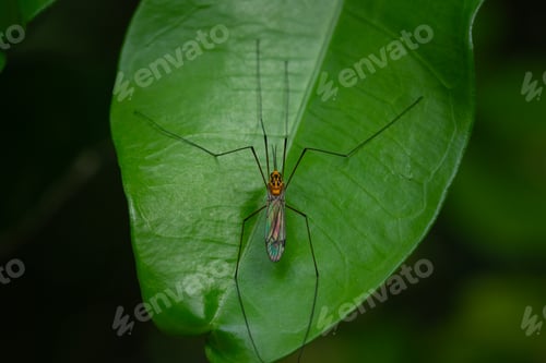 Preview: giant mosquito in australia