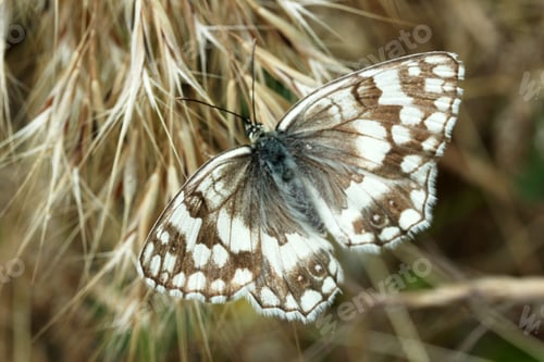 Preview: Butterfly