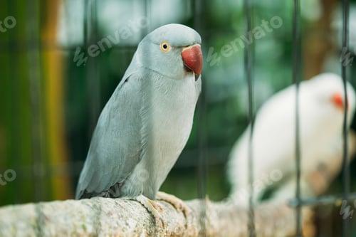 Preview: Rose-ringed Parakeet Also Known As The Ring-necked Parakeet In Z