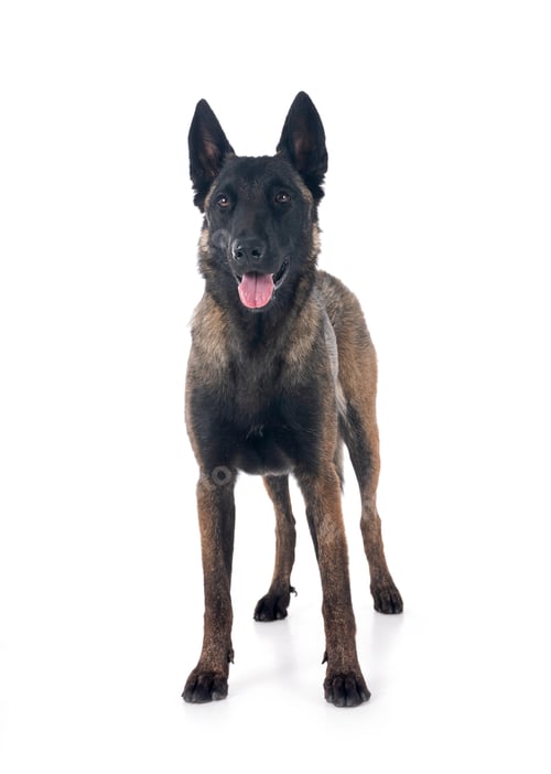 Preview: malinois in studio