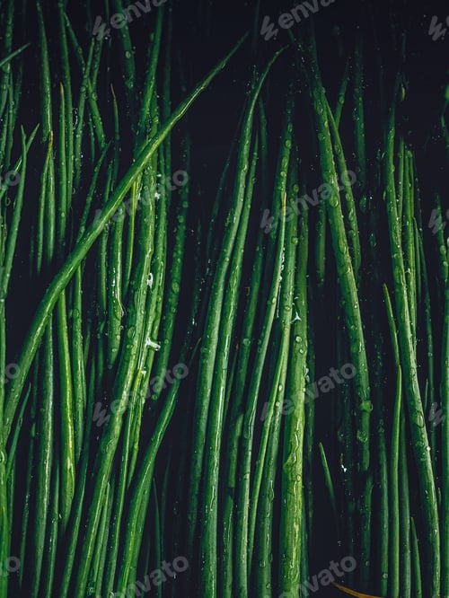 Preview: full frame shot of wet leek sprouts covered with droplets