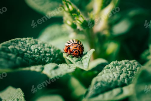Preview: Potato Striped Beetle - Leptinotarsa Decemlineata Is A Serious P