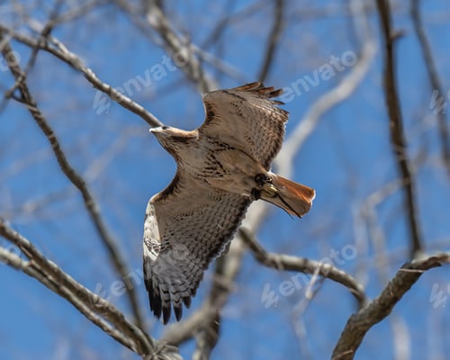 Preview: Majestic red-tailed buzzard (Buteo jamaicensis) soars above a meadow