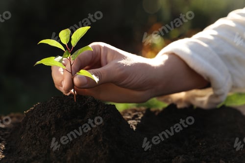 Preview: Woman planting young tree in garden, closeup