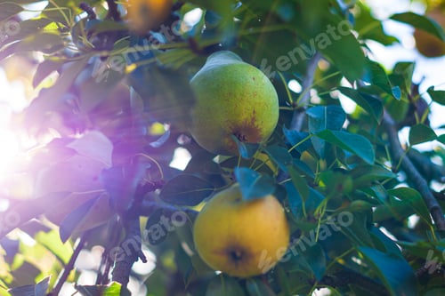 Preview: Pear tree with ripe fruits close up in sunlight. Fresh pears on branch in garden colorful sunbeams.