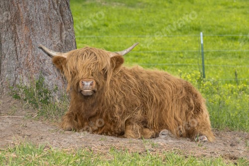 Preview: Hair covers the face of a highland cow.