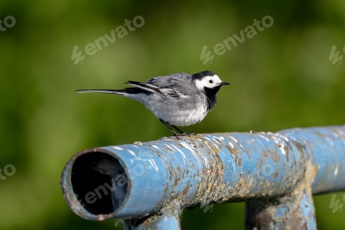 Preview: White Wagtail Is Sitting