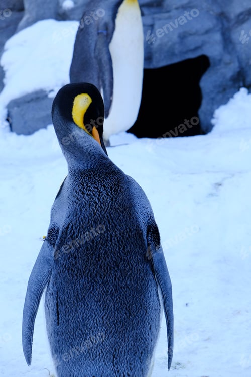 Preview: Penguin standing in a row in a snowy landscape on a sunny day