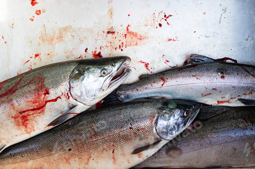Preview: Fresh caught Coho salmon