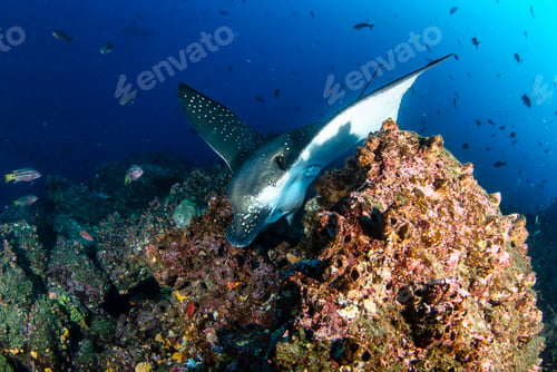 Preview: Black spotted eagle rays swimming in tropical underwaters