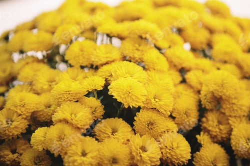 Preview: Yellow chrysanthemums