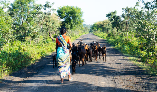 Preview: Rural woman with her goats.