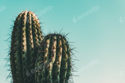 Preview: Cactus on turquoise sky background