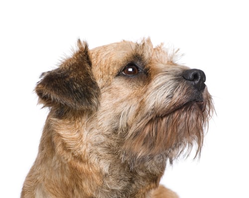 Preview: Border terrier