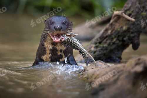Preview: Close-up shot of Giant otter eating his fish meal while looking into camera