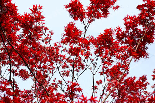 Preview: Japanese maple tree, beautiful leaves