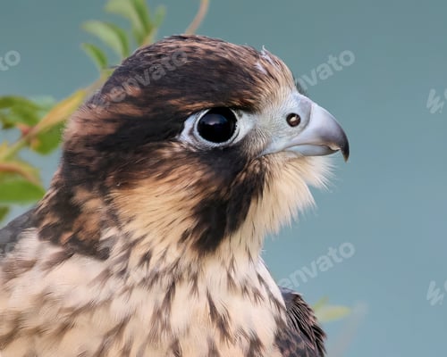 Preview: Peregrine falcon (Falco peregrinus)