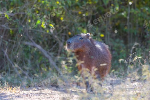 Capybara standing in a natural, green habitat