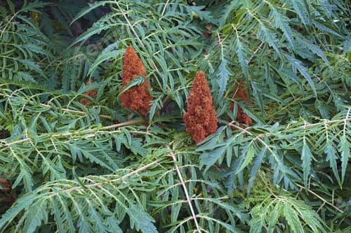 Preview: Cut-Leaf Staghorn Sumac (Rhus Typhina Dissecta)