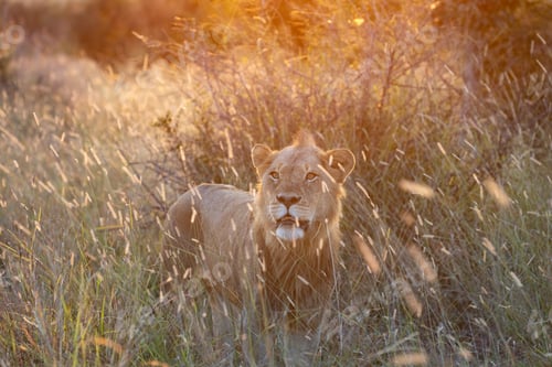 Preview: A young male lion, Panthera leo, standing in long grass, during sunset.