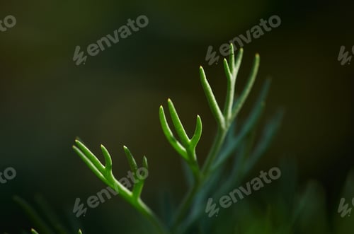Preview: Close up of the dill leaf