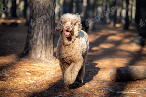 Preview: Happy poodle running in a sunlit forest with trees in the background