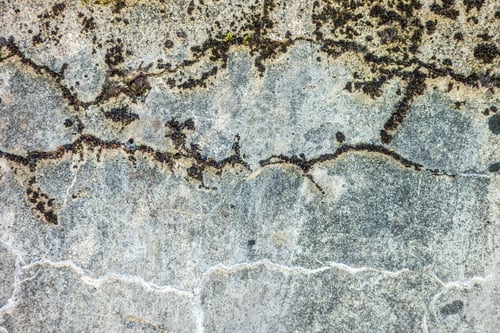 Preview: surface of concrete gray wall of a military fortress in cracks covered with moss