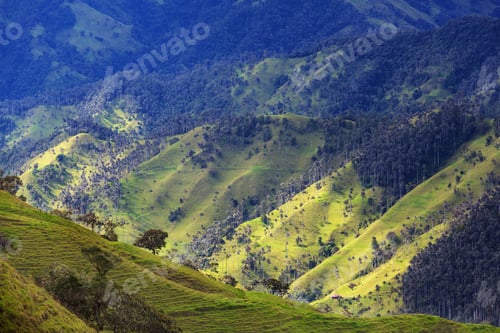 Preview: Cocora
