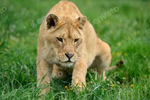 Preview: Lion in green grass