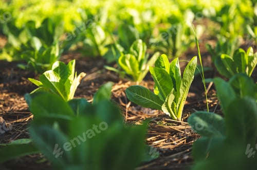 Preview: green nature vegetable farm, organic raw food agriculture concept for good health lifestyle