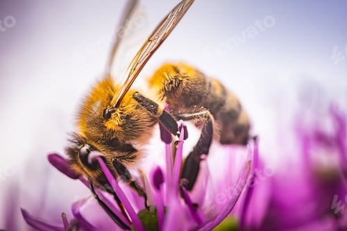 Preview: Here we see a closeup image featuring a bee perched on a vibrant purple flower